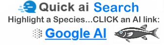 Quick AI